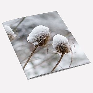 Snow Teasel Notebook