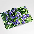 Bluebells Notebook A6