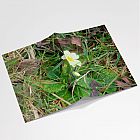 Wild Primrose Notebook